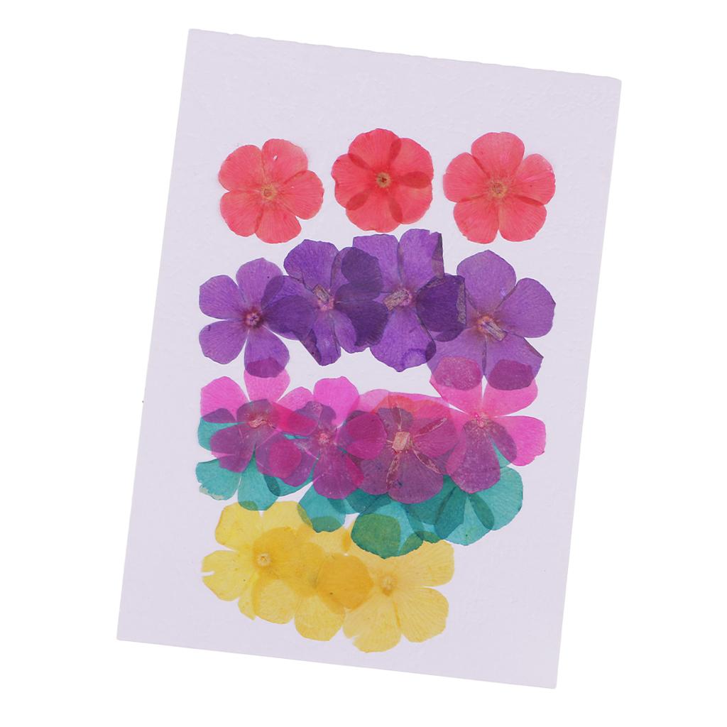 20 Pieces 15-25mm Pressed 5-Petals Dried Flower Scrapbooking Embellishments for Nail Art Decoration Resin Casting DIY Handmade Ornament - Aladdin Shoppers