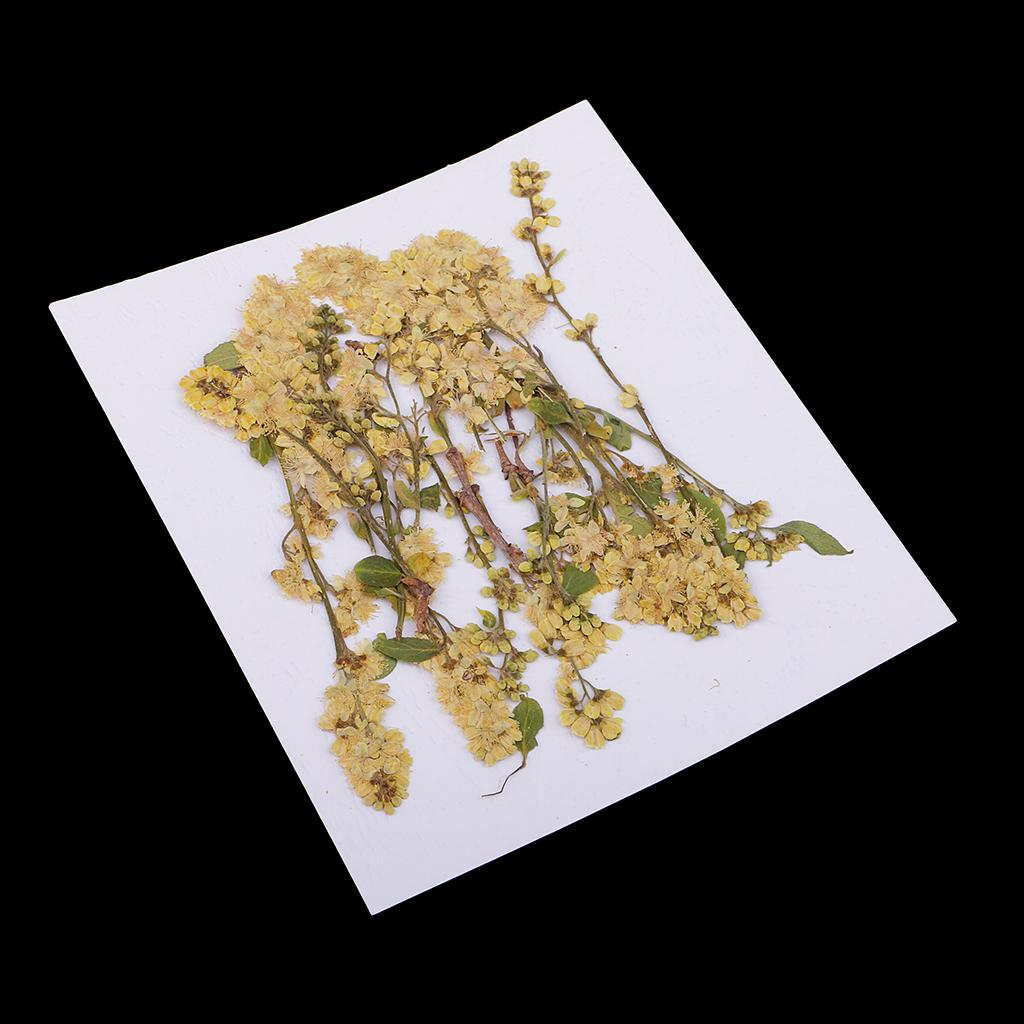 20 Pieces 4-10cm Natural Yellow Real Dried Flower Specimen for Jewelry Making DIY Bookmark Ornament Art Craft Phone Case Decoration - Aladdin Shoppers