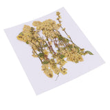 20 Pieces 4-10cm Natural Yellow Real Dried Flower Specimen for Jewelry Making DIY Bookmark Ornament Art Craft Phone Case Decoration - Aladdin Shoppers