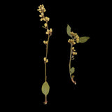 20 Pieces 4-10cm Natural Yellow Real Dried Flower Specimen for Jewelry Making DIY Bookmark Ornament Art Craft Phone Case Decoration - Aladdin Shoppers