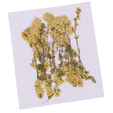 20 Pieces 4-10cm Natural Yellow Real Dried Flower Specimen for Jewelry Making DIY Bookmark Ornament Art Craft Phone Case Decoration - Aladdin Shoppers