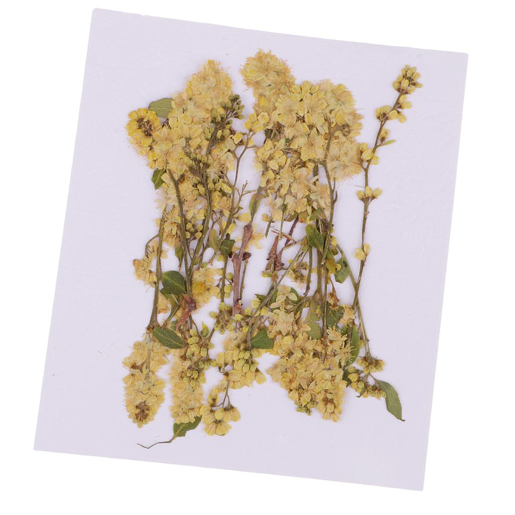 20 Pieces 4-10cm Natural Yellow Real Dried Flower Specimen for Jewelry Making DIY Bookmark Ornament Art Craft Phone Case Decoration - Aladdin Shoppers