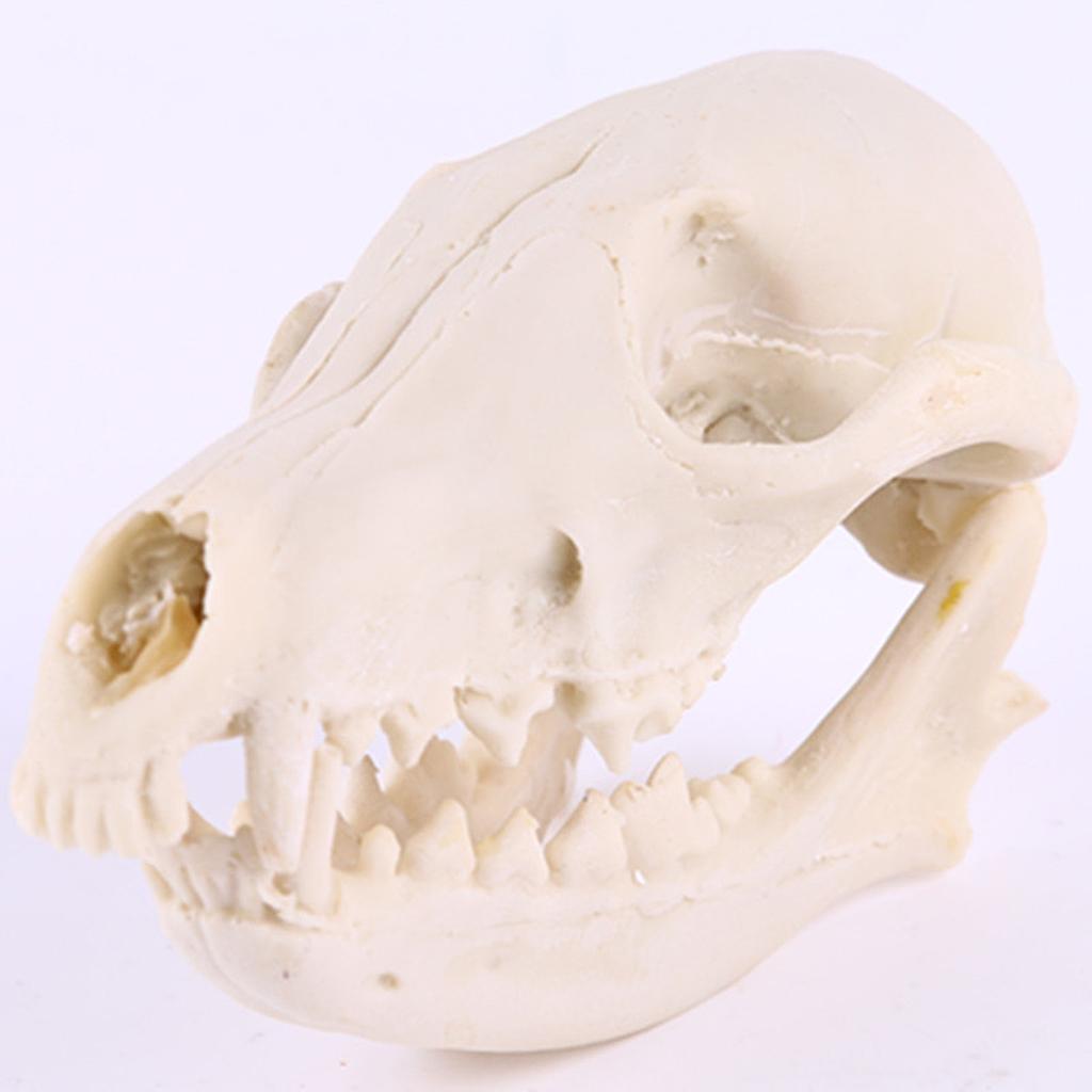 Lifelike Fox Skull Resin Head Skeleton Figurine Aquarium Ornament Home Decor
