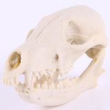 Lifelike Fox Skull Resin Head Skeleton Figurine Aquarium Ornament Home Decor