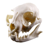 Maxbell Resin Cat Skull Skeleton Figurine Aquarium Fish Tank Landscape Decoration