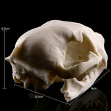 Maxbell Resin Cat Skull Skeleton Figurine Aquarium Fish Tank Landscape Decoration