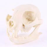 Maxbell Resin Cat Skull Skeleton Figurine Aquarium Fish Tank Landscape Decoration
