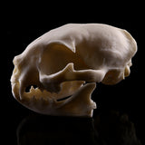 Maxbell Resin Cat Skull Skeleton Figurine Aquarium Fish Tank Landscape Decoration