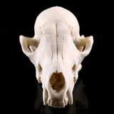 Maxbell Resin Cat Skull Skeleton Figurine Aquarium Fish Tank Landscape Decoration