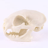 Maxbell Resin Cat Skull Skeleton Figurine Aquarium Fish Tank Landscape Decoration