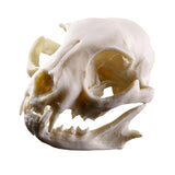 Maxbell Resin Cat Skull Skeleton Figurine Aquarium Fish Tank Landscape Decoration
