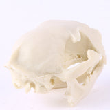Maxbell Resin Cat Skull Skeleton Figurine Aquarium Fish Tank Landscape Decoration