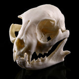 Maxbell Resin Cat Skull Skeleton Figurine Aquarium Fish Tank Landscape Decoration