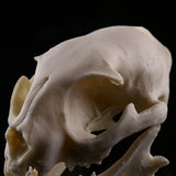 Maxbell Resin Cat Skull Skeleton Figurine Aquarium Fish Tank Landscape Decoration