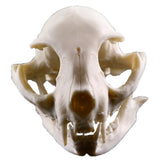 Maxbell Resin Cat Skull Skeleton Figurine Aquarium Fish Tank Landscape Decoration