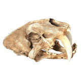 Maxbell 1:1 Saber-Toothed Tiger Resin Skull Statue Figurine Head Model Home Decor