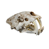 Maxbell 1:1 Saber-Toothed Tiger Resin Skull Statue Figurine Head Model Home Decor