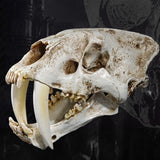 Maxbell 1:1 Saber-Toothed Tiger Resin Skull Statue Figurine Head Model Home Decor