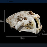 Maxbell 1:1 Saber-Toothed Tiger Resin Skull Statue Figurine Head Model Home Decor