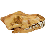 Maxbell Resin Wolf Skull Replica Head Model Figurine Collection Bar Tabletop Decor