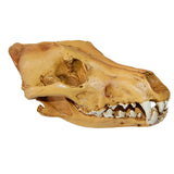 Maxbell Resin Wolf Skull Replica Head Model Figurine Collection Bar Tabletop Decor