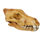 Maxbell Resin Wolf Skull Replica Head Model Figurine Collection Bar Tabletop Decor