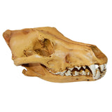 Maxbell Resin Wolf Skull Replica Head Model Figurine Collection Bar Tabletop Decor