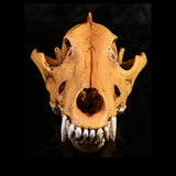 Maxbell Resin Wolf Skull Replica Head Model Figurine Collection Bar Tabletop Decor