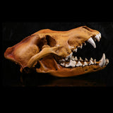 Maxbell Resin Wolf Skull Replica Head Model Figurine Collection Bar Tabletop Decor