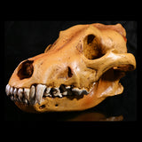 Maxbell Resin Wolf Skull Replica Head Model Figurine Collection Bar Tabletop Decor