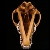 Maxbell Resin Wolf Skull Replica Head Model Figurine Collection Bar Tabletop Decor