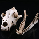 Realistic Jackal Skull Resin Replica Teaching Skeleton Model Aquarium Decor
