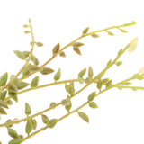 Maxbell Artificial Foliage Succulent Senecio Radicans Plant Weddin Party Vivid Decor