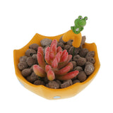 Maxbell Garden Planter Succulent Cacti Pot Box Plant Resin Bed Case-Umbrella Shape
