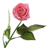 Maxbell 20 Heads Real Touch Latex Rose Artificial Daisy Flowers for Wedding Pink
