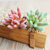 2.36'' Artificial Succulent Plant Echeveria for Home Decoration DIY #5