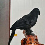 Max Artificial Feathered Small Crows Birds Ravens Props Halloween Decor #1 Black