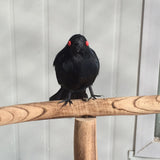Max Artificial Feathered Small Crows Birds Ravens Props Halloween Decor #2 Black