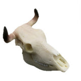 Max Maxb Resin Buffalo Skull Aquarium Ornament Fish Tank Reptile Terrarium Decoration