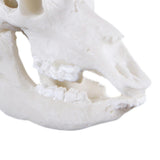 Max Maxb Resin Buffalo Skull Aquarium Ornament Fish Tank Reptile Terrarium Decoration