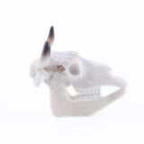 Max Maxb Resin Buffalo Skull Aquarium Ornament Fish Tank Reptile Terrarium Decoration