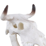 Max Maxb Resin Buffalo Skull Aquarium Ornament Fish Tank Reptile Terrarium Decoration