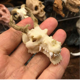 Max Maxb Resin Dragon Skull Aquarium Ornament Fish Tank Reptile Terrarium Aquascaping