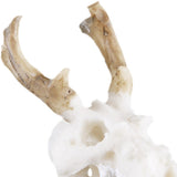 Max Maxb Resin Dragon Skull Aquarium Ornament Fish Tank Reptile Terrarium Aquascaping