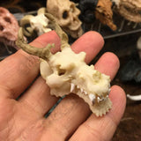 Max Maxb Resin Dragon Skull Aquarium Ornament Fish Tank Reptile Terrarium Aquascaping
