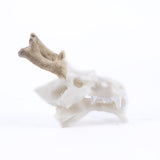 Max Maxb Resin Dragon Skull Aquarium Ornament Fish Tank Reptile Terrarium Aquascaping