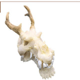 Max Maxb Resin Dragon Skull Aquarium Ornament Fish Tank Reptile Terrarium Aquascaping