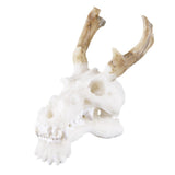 Max Maxb Resin Dragon Skull Aquarium Ornament Fish Tank Reptile Terrarium Aquascaping