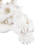 Max Maxb Resin Dragon Skull Aquarium Ornament Fish Tank Reptile Terrarium Aquascaping