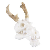 Max Maxb Resin Dragon Skull Aquarium Ornament Fish Tank Reptile Terrarium Aquascaping